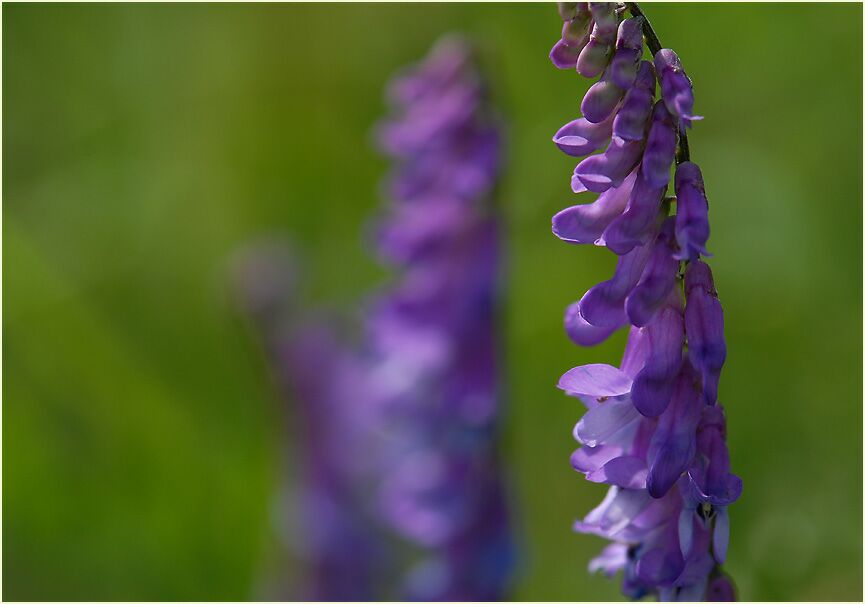 Vogelwicke (Vicia cracca)