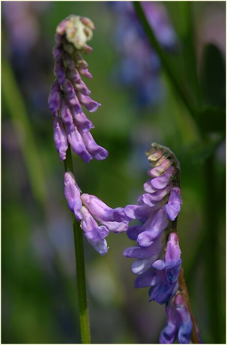 Vogelwicke (Vicia cracca)