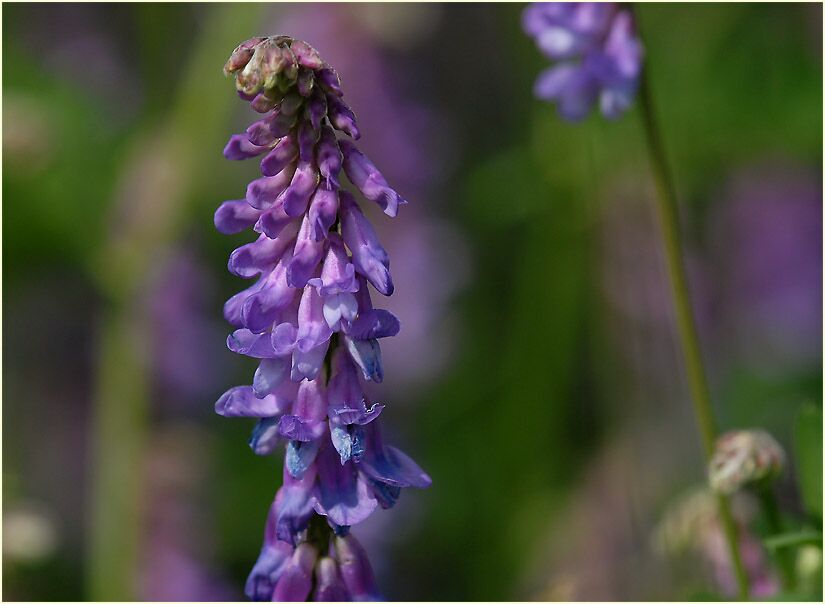 Vogelwicke (Vicia cracca)