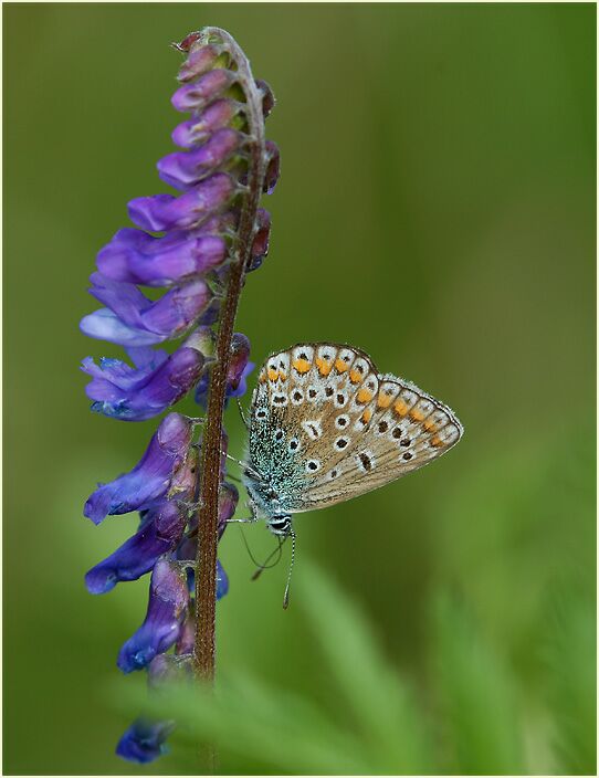 Vogelwicke (Vicia cracca)