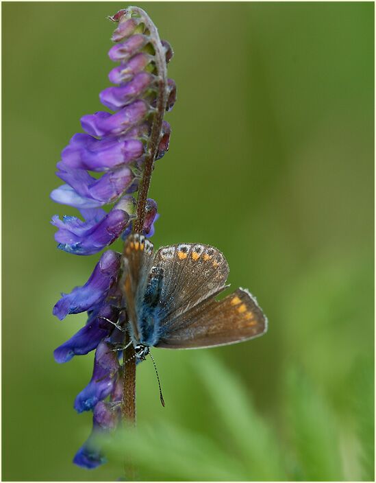 Vogelwicke (Vicia cracca)