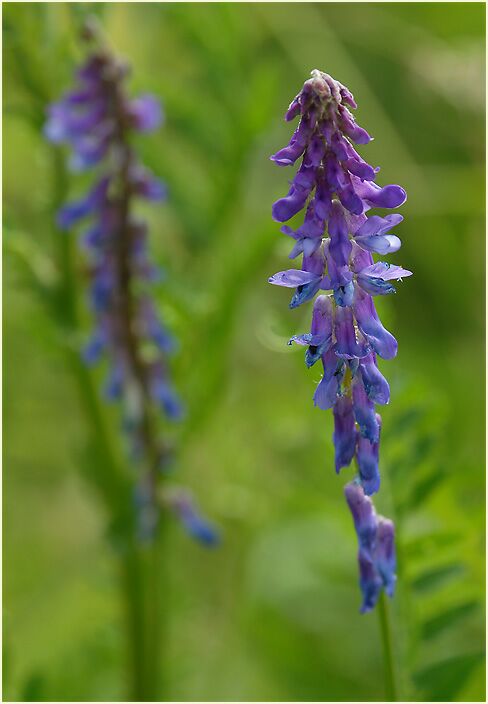 Vogelwicke (Vicia cracca)