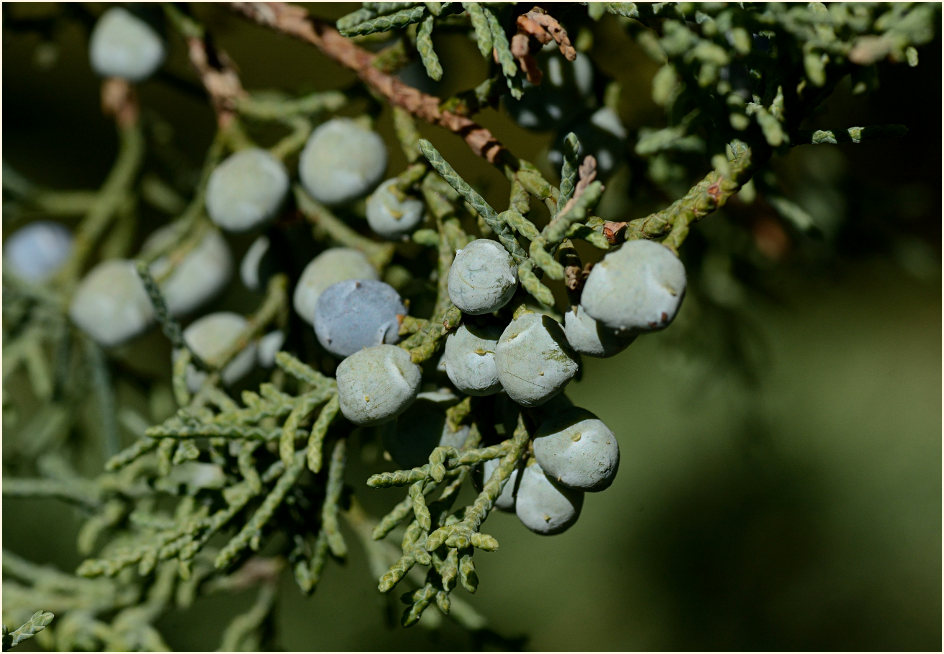 Wacholder (Juniperus)