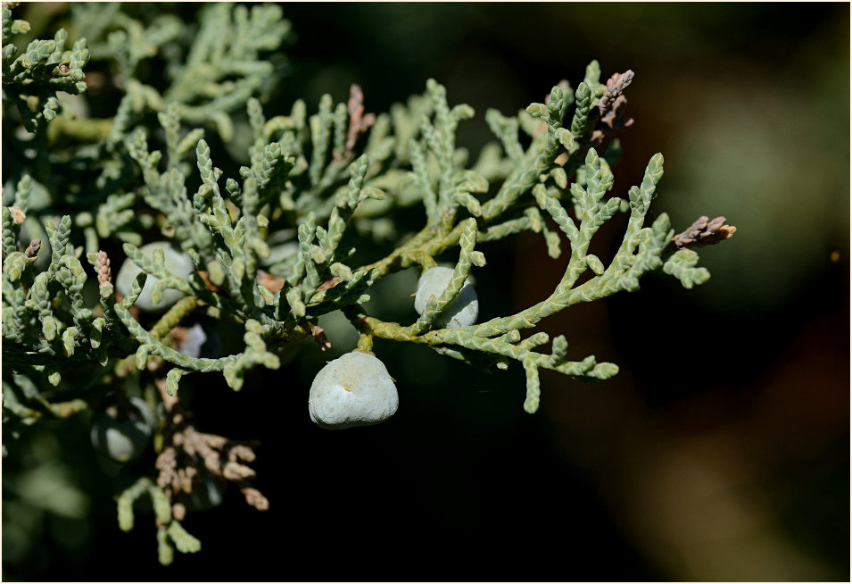 Wacholder (Juniperus)