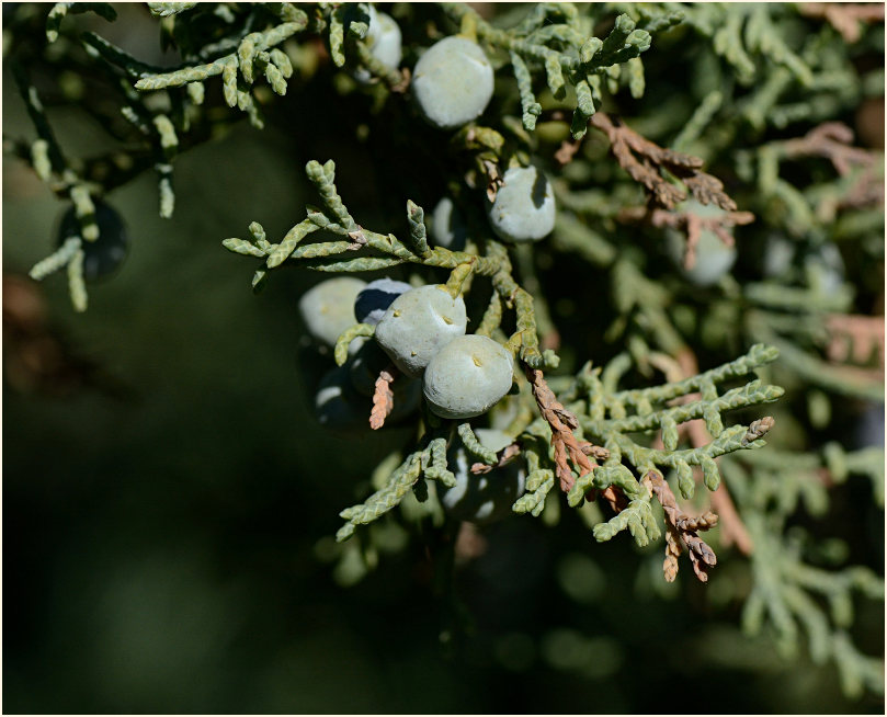 Wacholder (Juniperus)