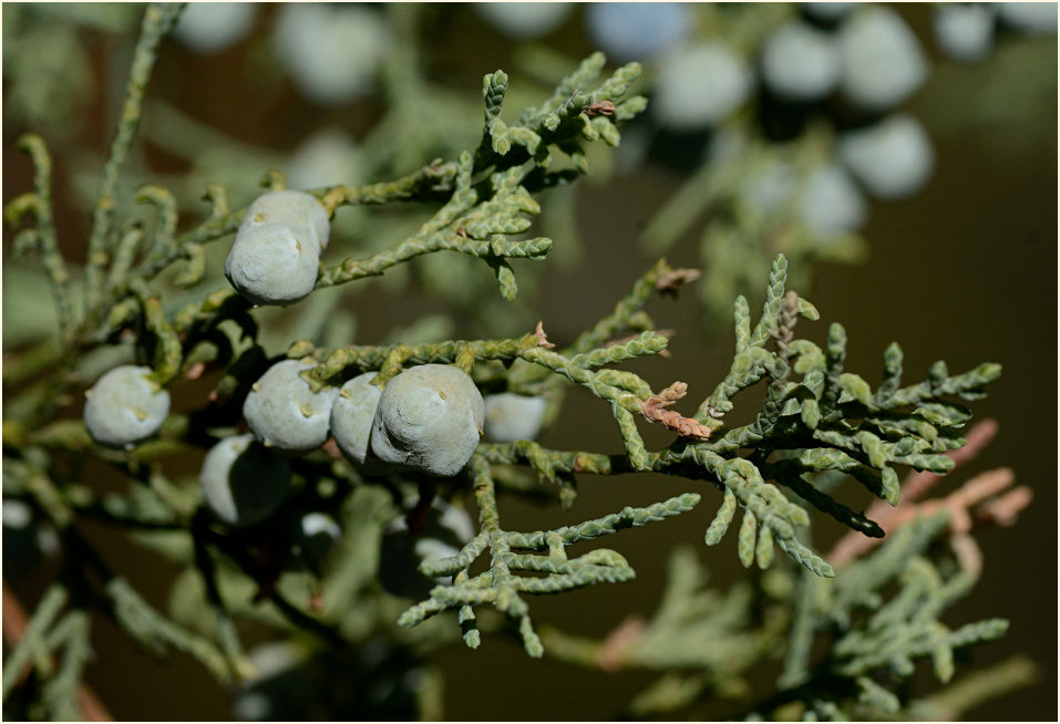 Wacholder (Juniperus)