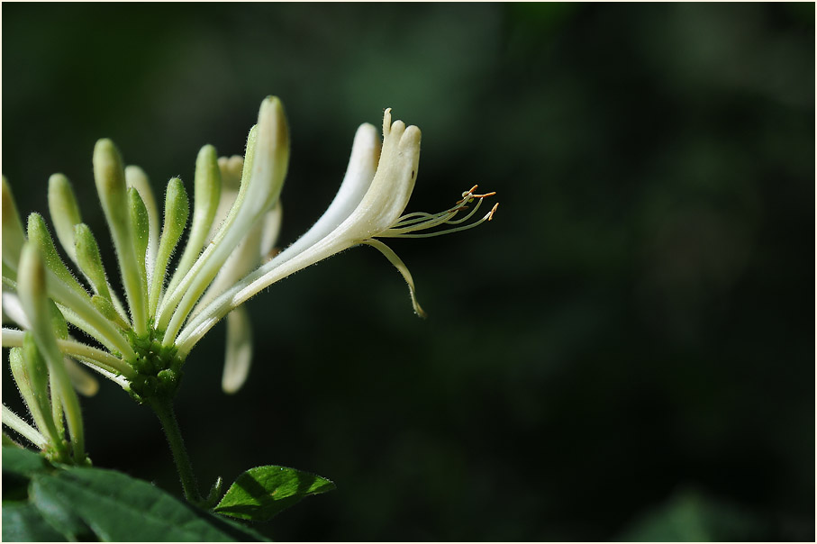 Wald-Geißblatt (Lonicera periclymenum)