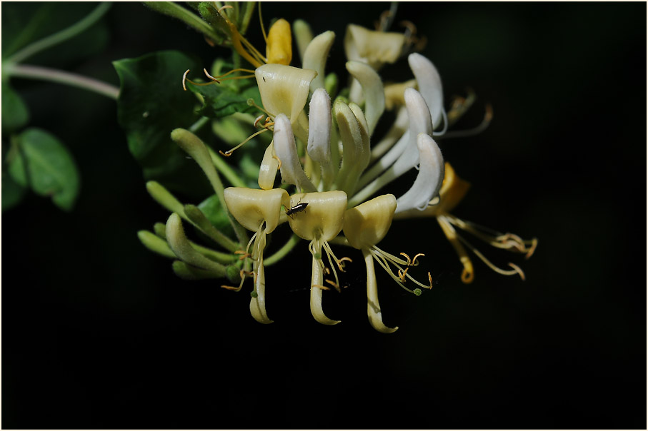 Wald-Geißblatt (Lonicera periclymenum)