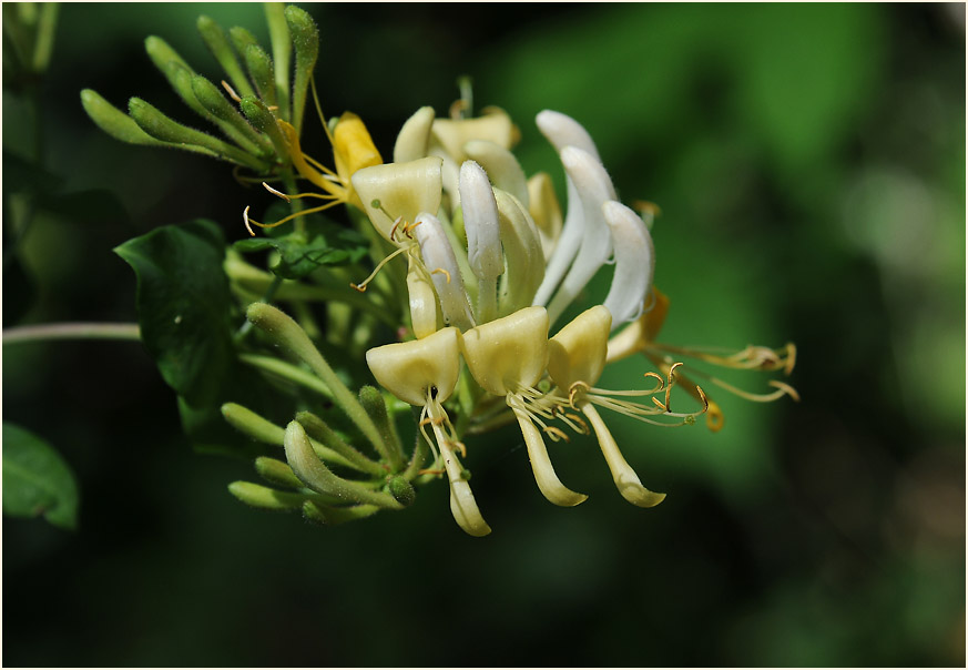 Wald-Geißblatt (Lonicera periclymenum)