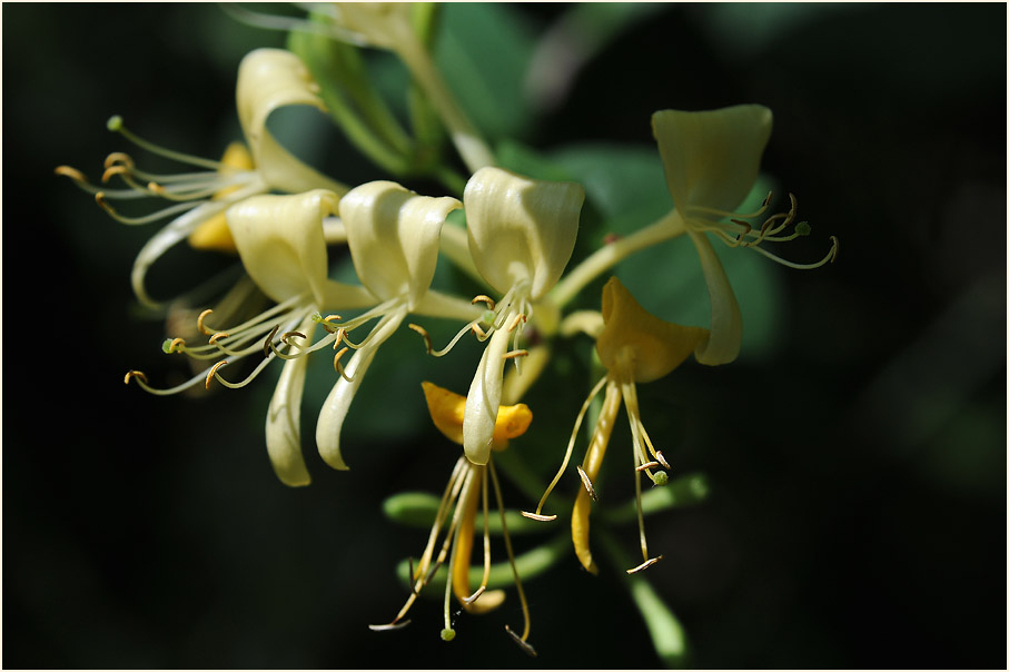 Wald-Geißblatt (Lonicera periclymenum)