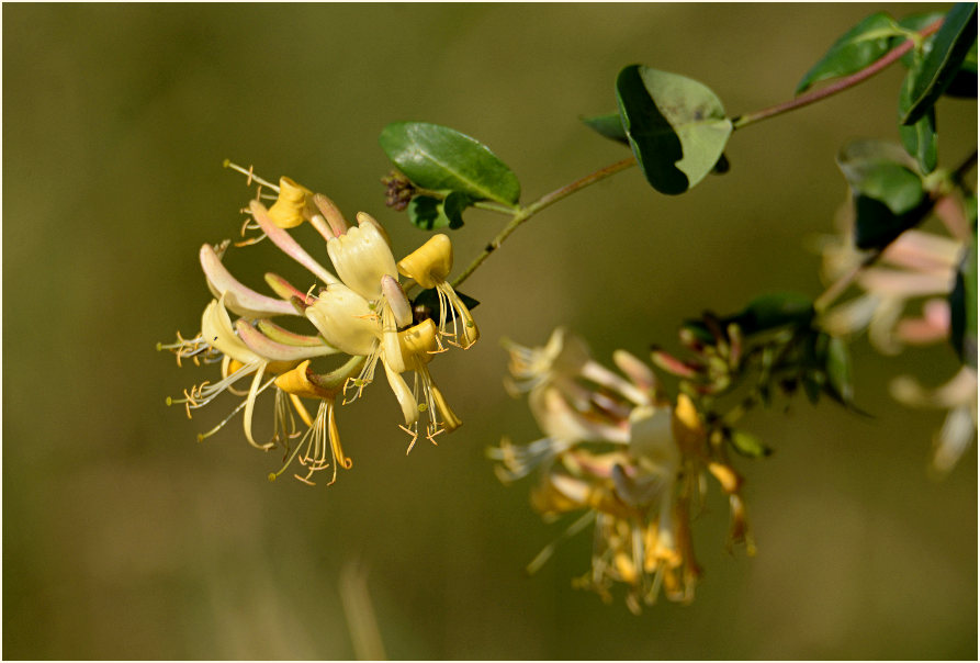 Wald-Geißblatt (Lonicera periclymenum)