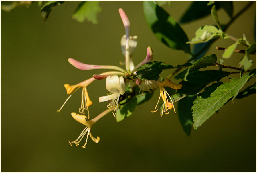 Wald-Geißblatt (Lonicera periclymenum)