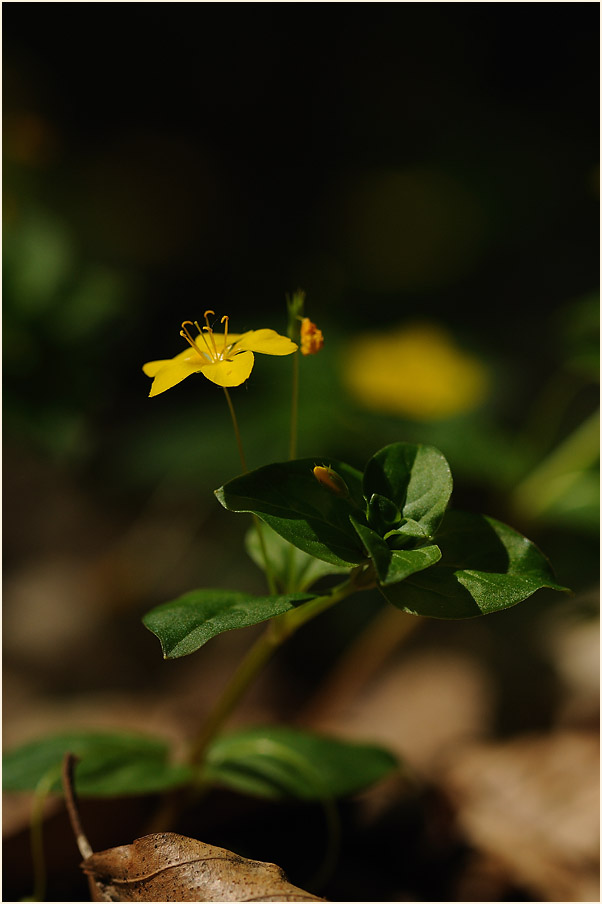 Hain-Gilbweiderich (Lysimachia nemorum)