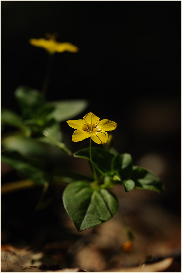 Hain-Gilbweiderich (Lysimachia nemorum)