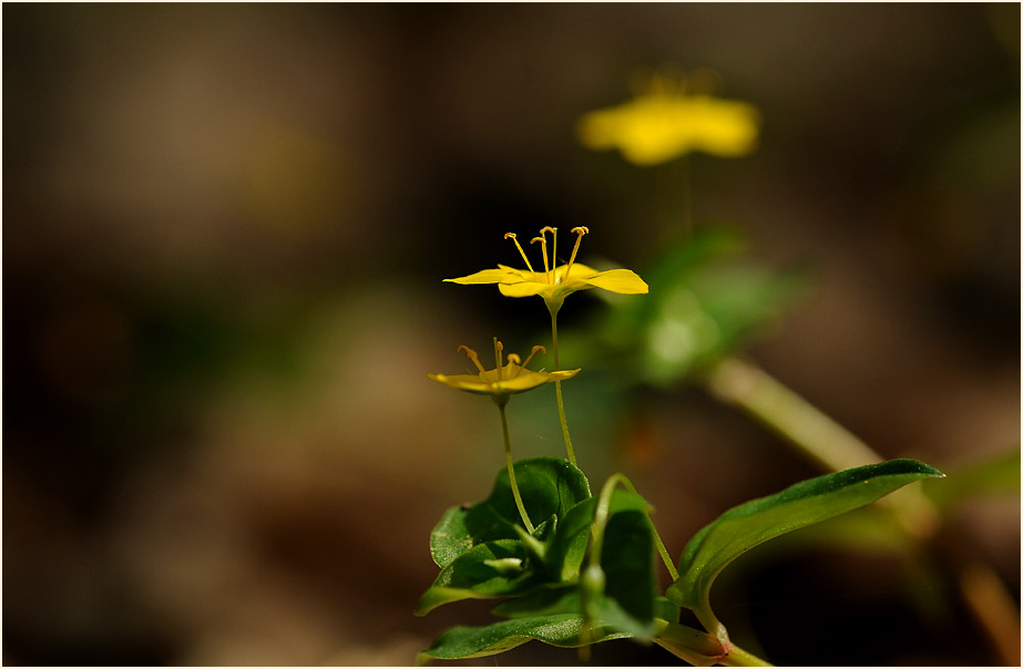 Hain-Gilbweiderich (Lysimachia nemorum)