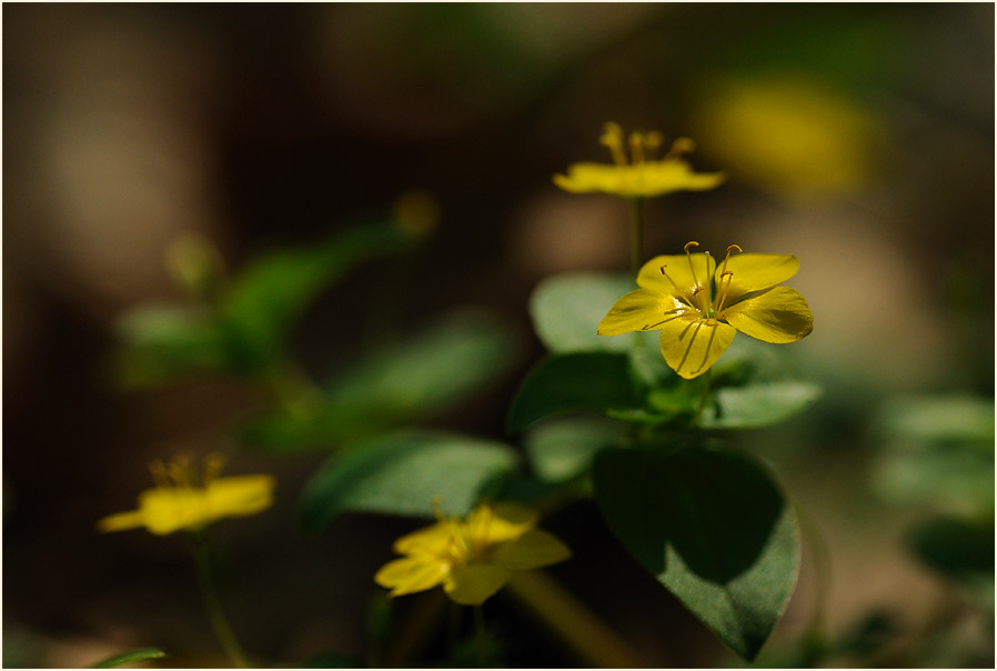 Hain-Gilbweiderich (Lysimachia nemorum)