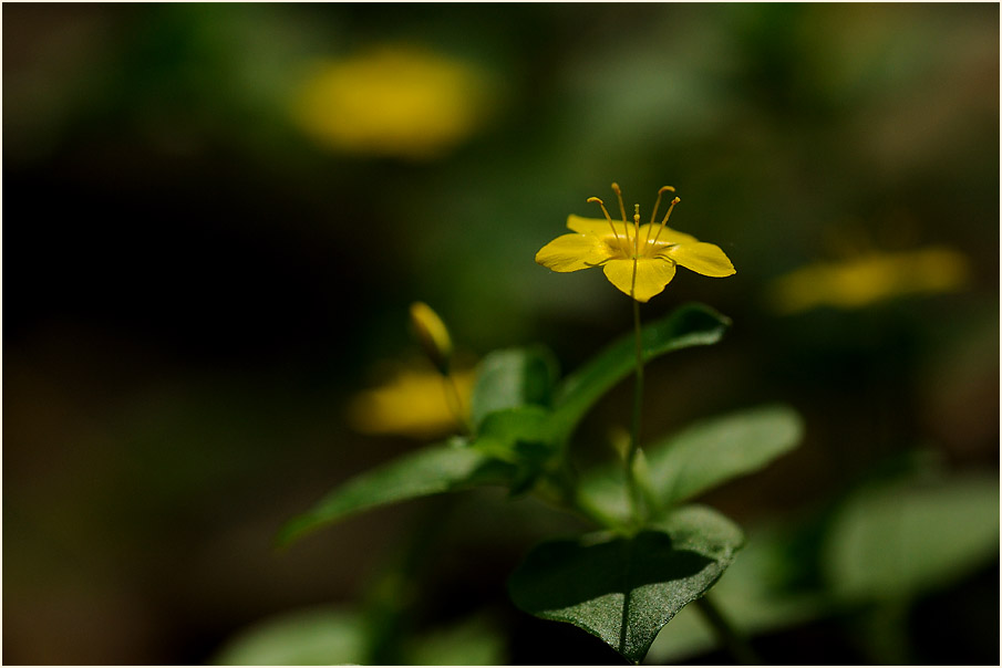 Hain-Gilbweiderich (Lysimachia nemorum)