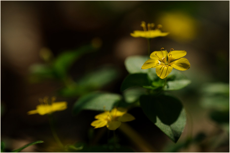 Hain-Gilbweiderich (Lysimachia nemorum)