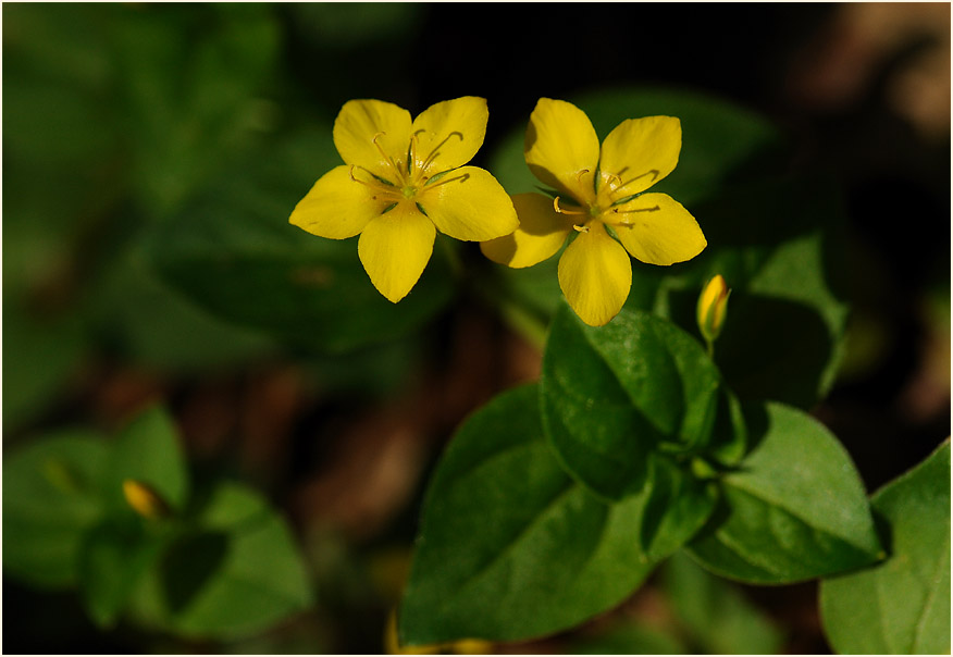 Hain-Gilbweiderich (Lysimachia nemorum)