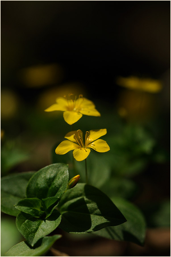 Hain-Gilbweiderich (Lysimachia nemorum)