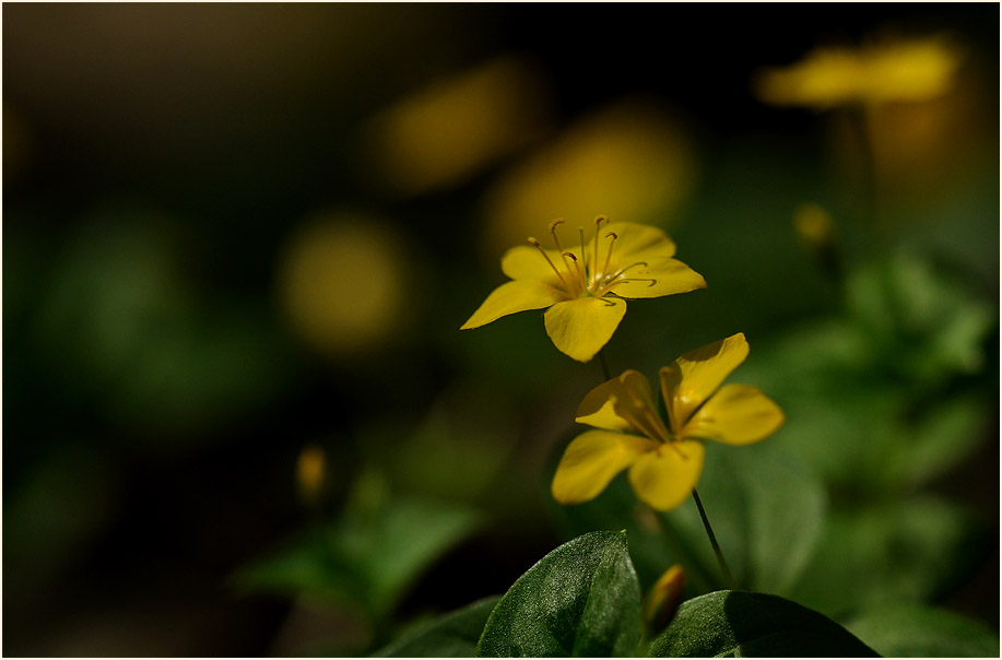 Hain-Gilbweiderich (Lysimachia nemorum)