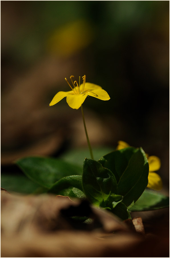 Hain-Gilbweiderich (Lysimachia nemorum)