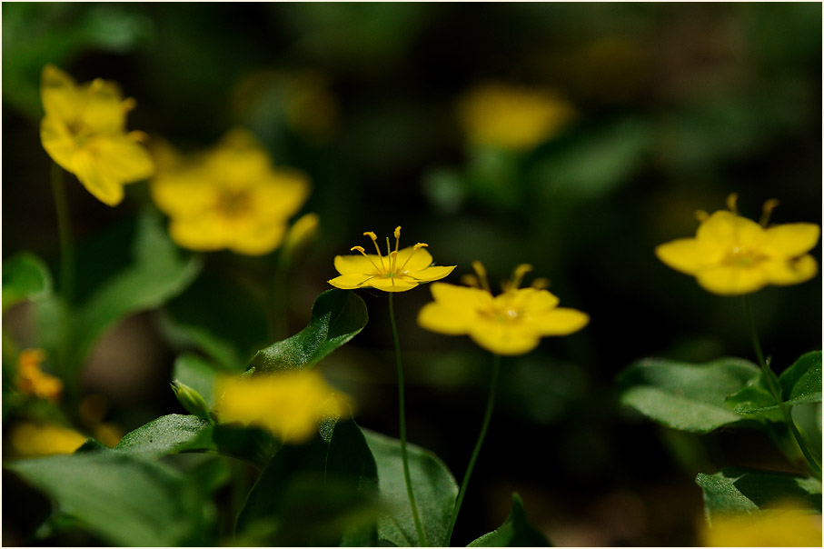 Hain-Gilbweiderich (Lysimachia nemorum)