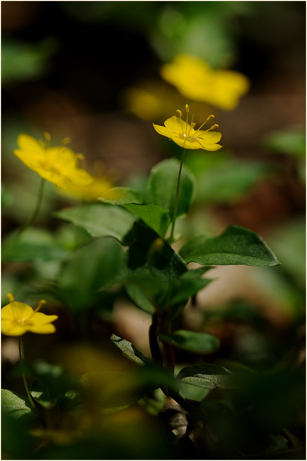 Hain-Gilbweiderich (Lysimachia nemorum)