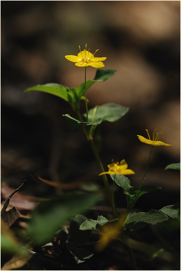 Hain-Gilbweiderich (Lysimachia nemorum)