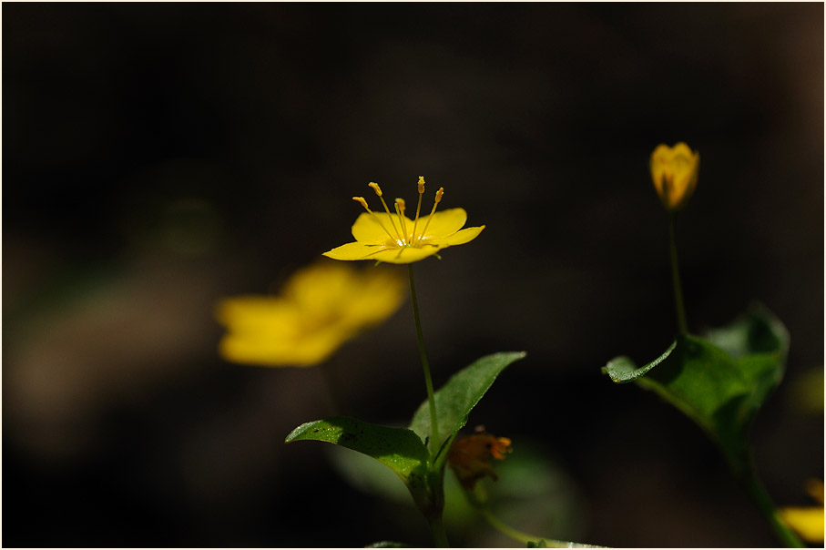 Hain-Gilbweiderich (Lysimachia nemorum)