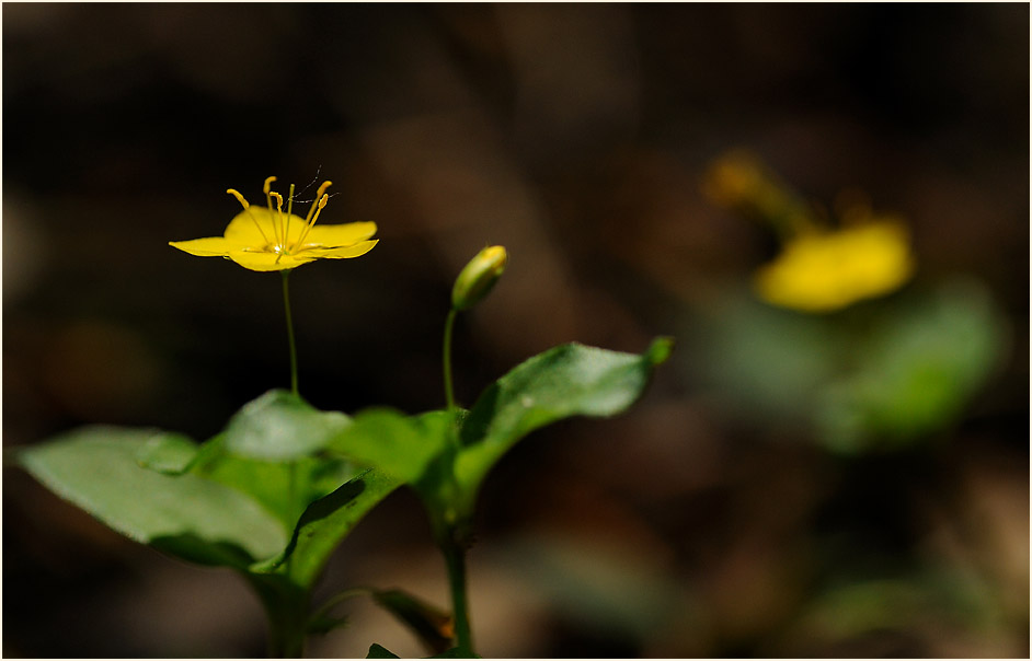 Hain-Gilbweiderich (Lysimachia nemorum)