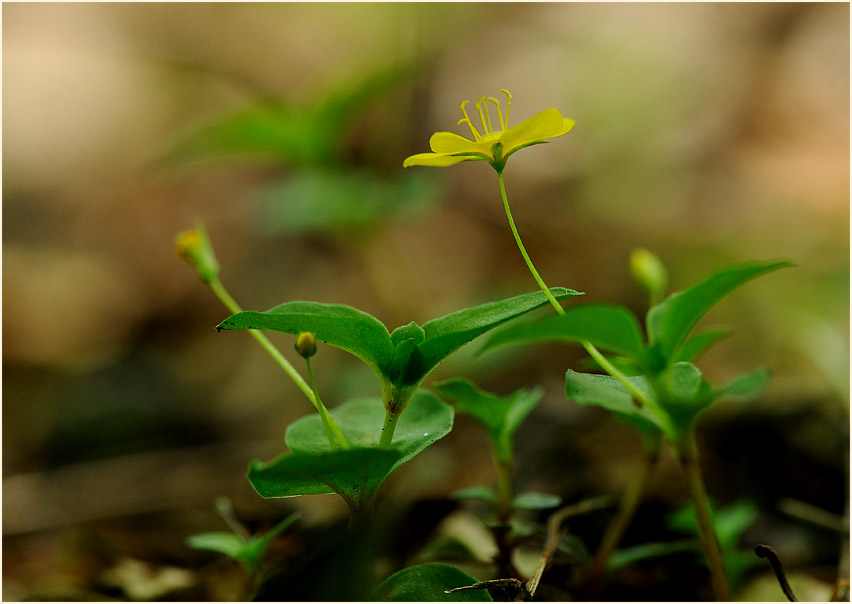 Hain-Gilbweiderich (Lysimachia nemorum)