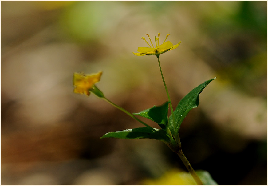 Hain-Gilbweiderich (Lysimachia nemorum)