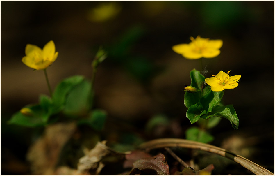 Hain-Gilbweiderich (Lysimachia nemorum)