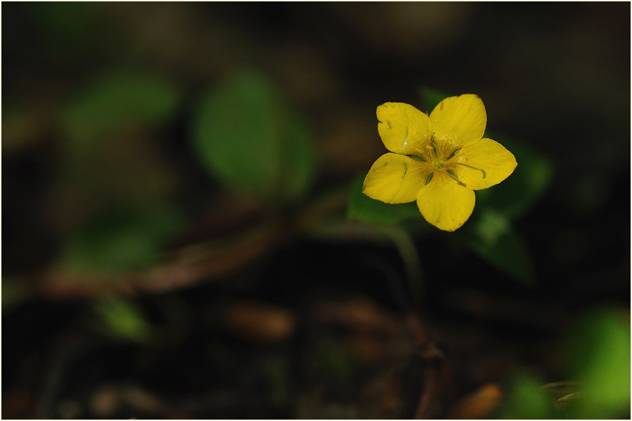 Hain-Gilbweiderich (Lysimachia nemorum)