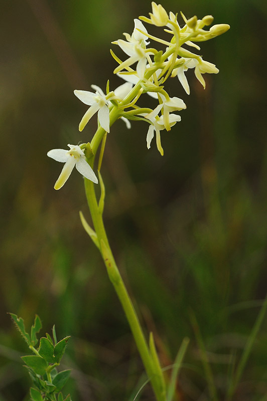 Zweiblättrige Waldhyazinthe (Platanthera bifolia)