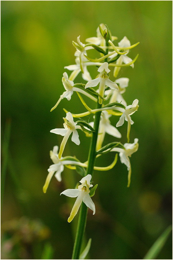 Zweiblättrige Waldhyazinthe (Platanthera bifolia)