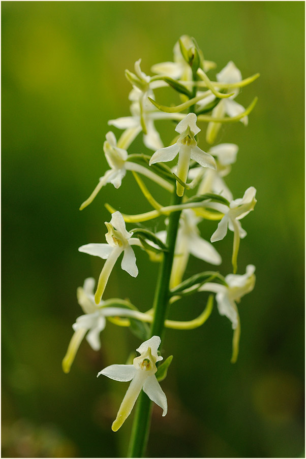 Zweiblättrige Waldhyazinthe (Platanthera bifolia)