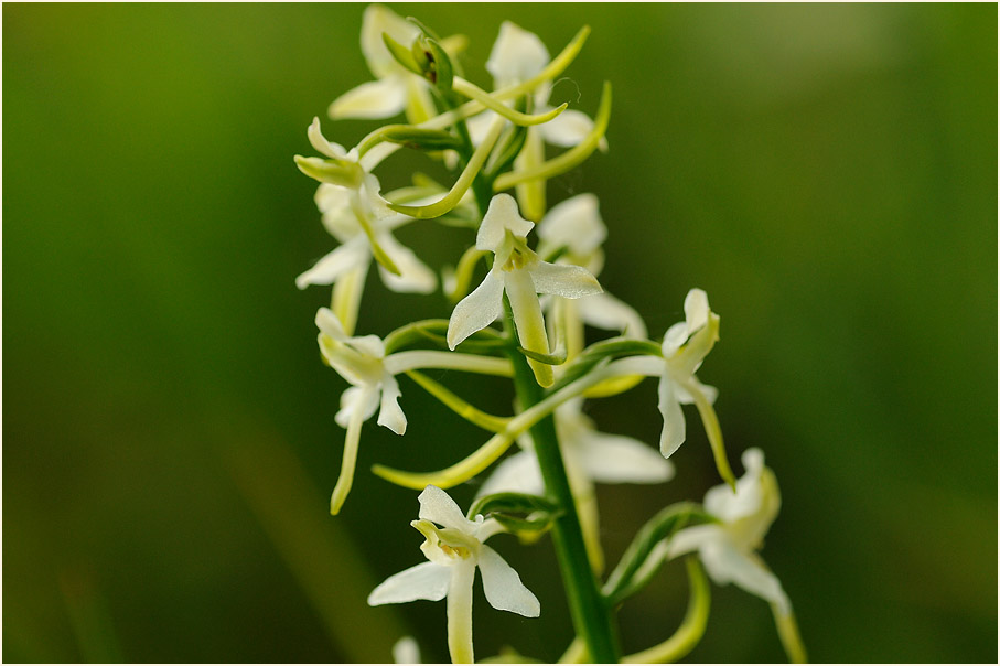 Zweiblättrige Waldhyazinthe (Platanthera bifolia)