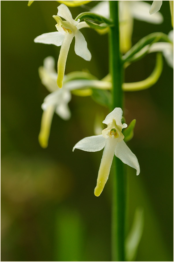 Zweiblättrige Waldhyazinthe (Platanthera bifolia)