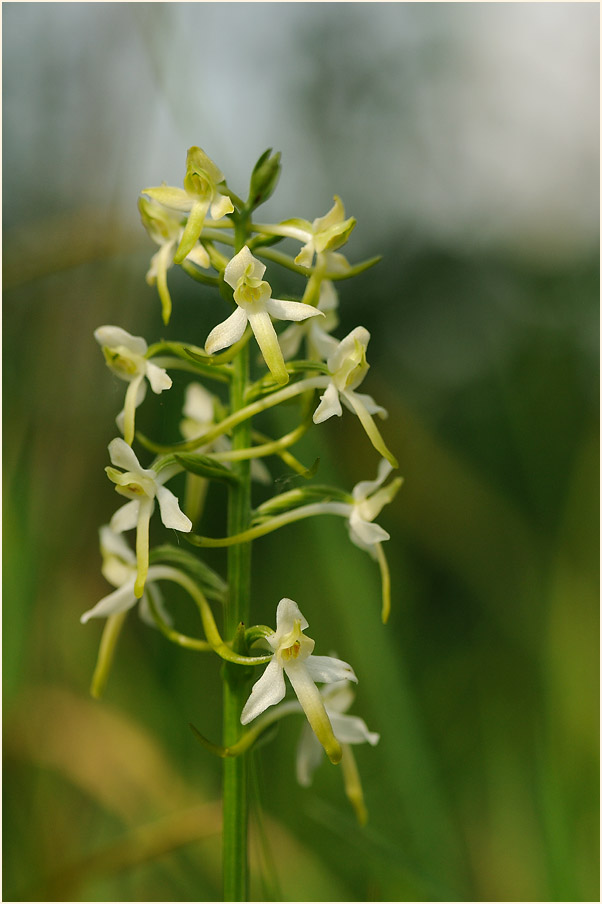 Zweiblättrige Waldhyazinthe (Platanthera bifolia)