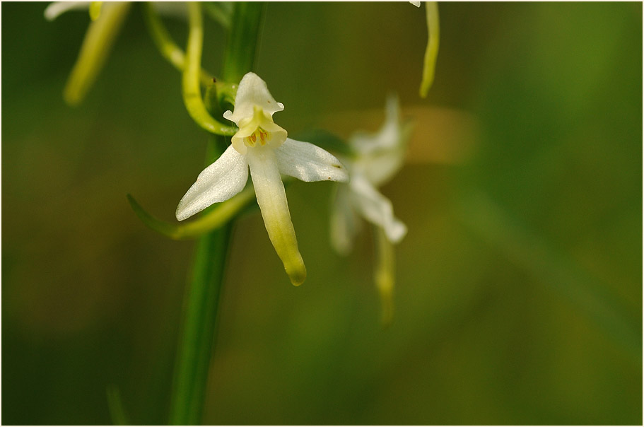 Zweiblättrige Waldhyazinthe (Platanthera bifolia)