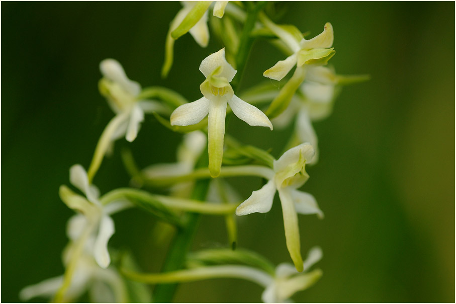 Zweiblättrige Waldhyazinthe (Platanthera bifolia)