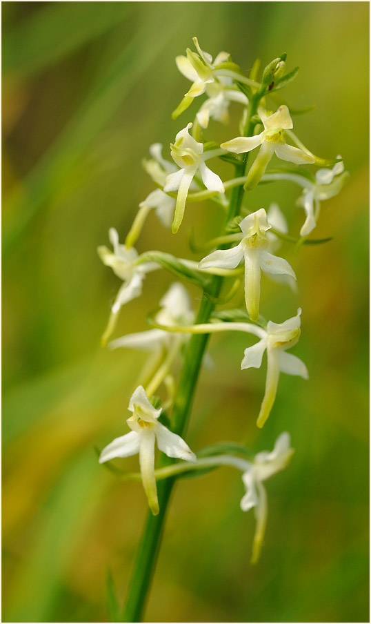 Zweiblättrige Waldhyazinthe (Platanthera bifolia)