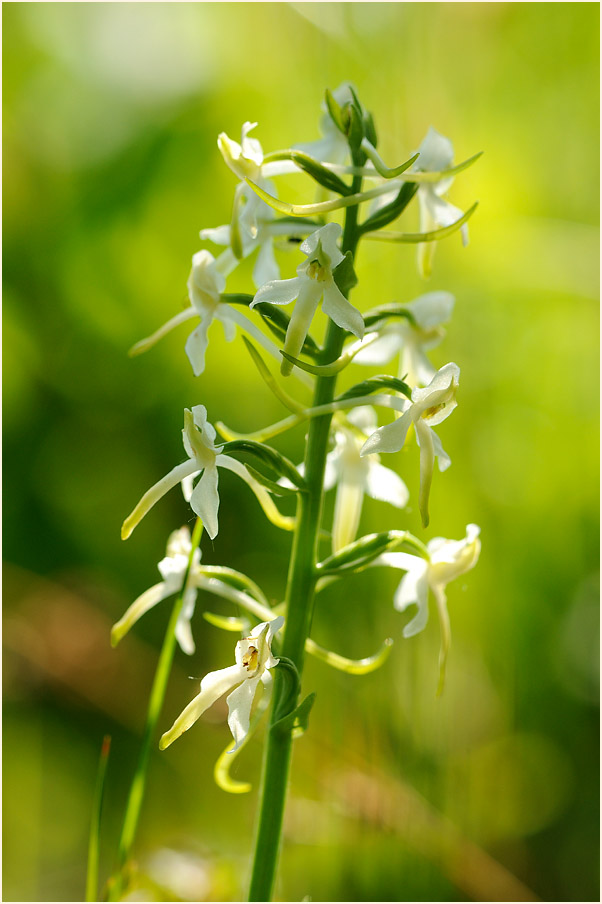 Zweiblättrige Waldhyazinthe (Platanthera bifolia)