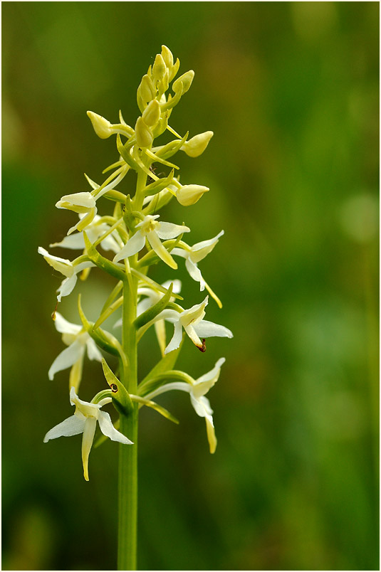 Zweiblättrige Waldhyazinthe (Platanthera bifolia)