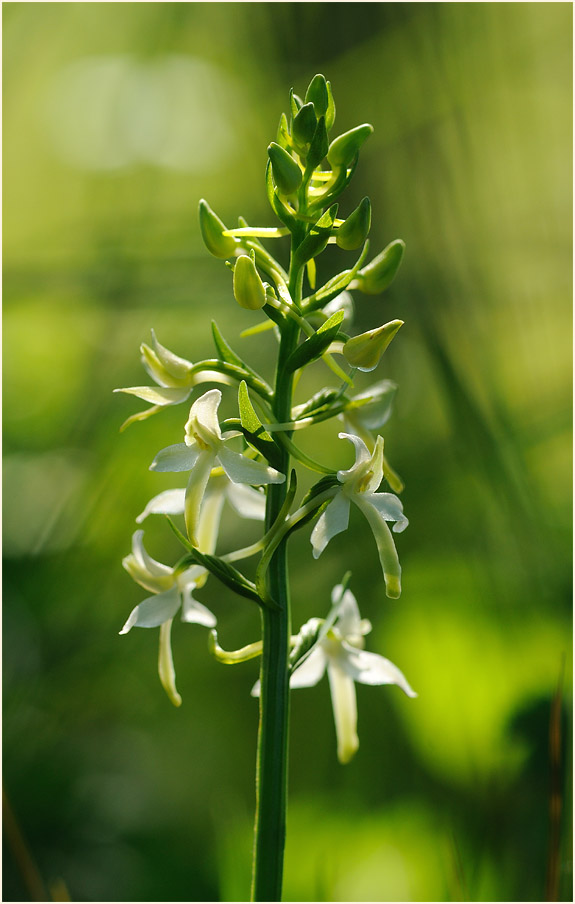 Zweiblättrige Waldhyazinthe (Platanthera bifolia)