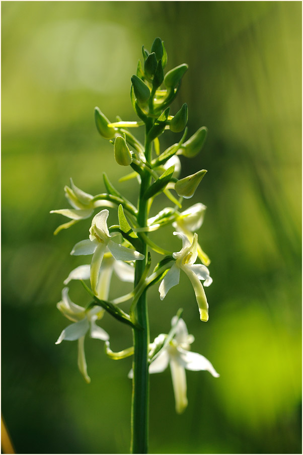 Zweiblättrige Waldhyazinthe (Platanthera bifolia)