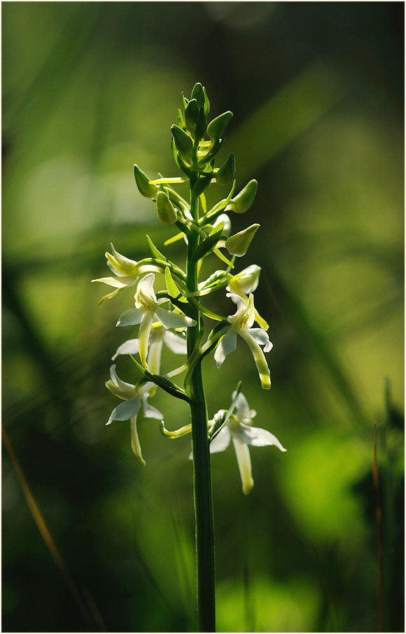 Zweiblättrige Waldhyazinthe (Platanthera bifolia)