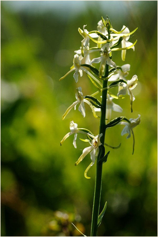 Zweiblättrige Waldhyazinthe (Platanthera bifolia)